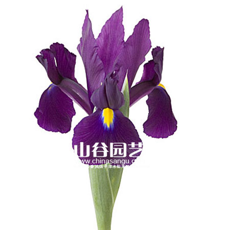 创世大发-鸢尾