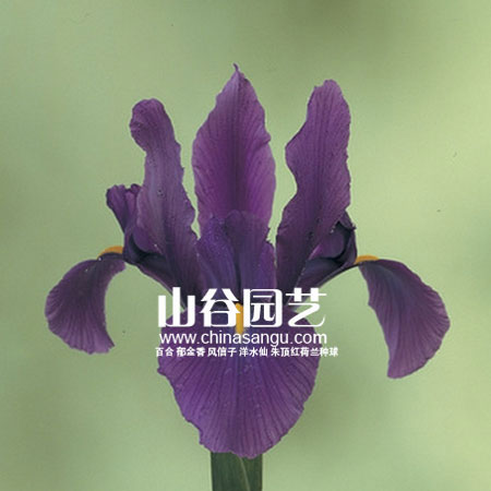 创世大发-鸢尾