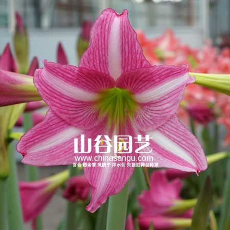创世大发-朱顶红