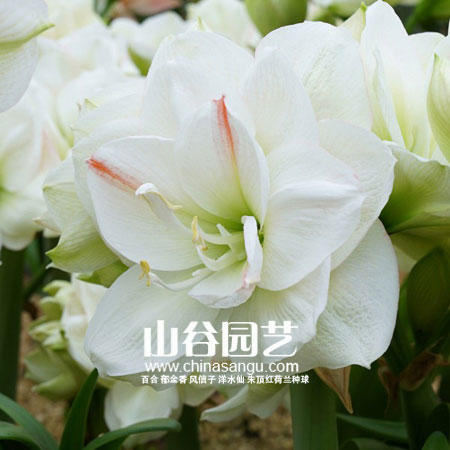 创世大发-朱顶红