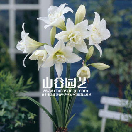 创世大发-朱顶红