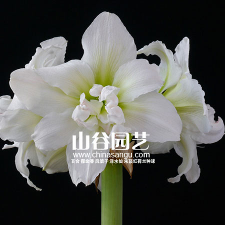 创世大发-朱顶红
