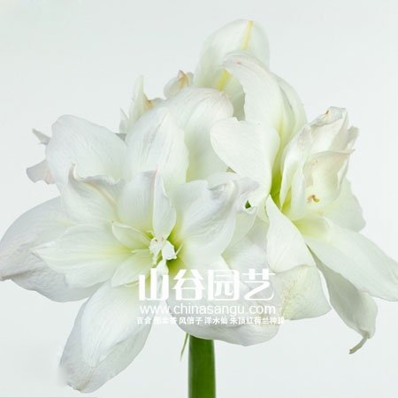 创世大发-朱顶红