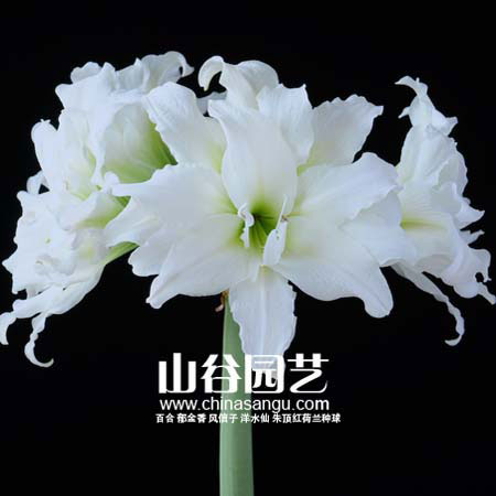 创世大发-朱顶红