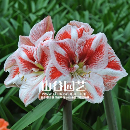 创世大发-朱顶红