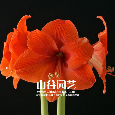 创世大发-朱顶红