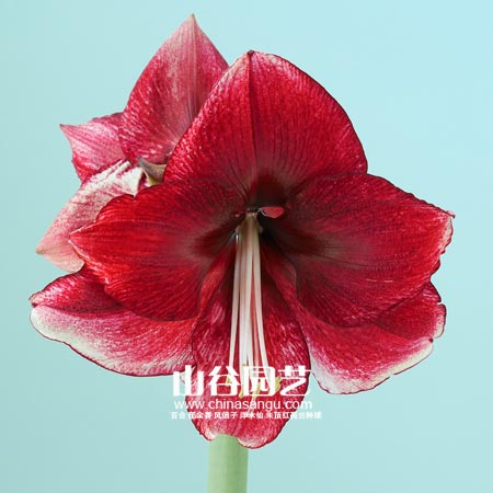 创世大发-朱顶红