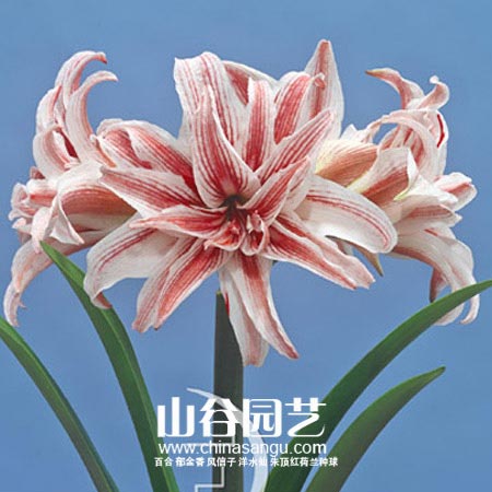 创世大发-朱顶红