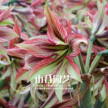 创世大发-朱顶红