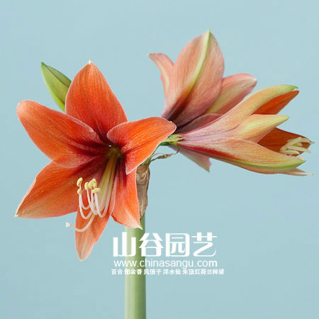 创世大发-朱顶红