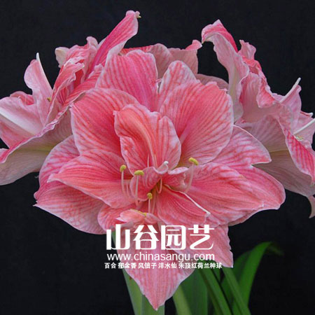创世大发-朱顶红