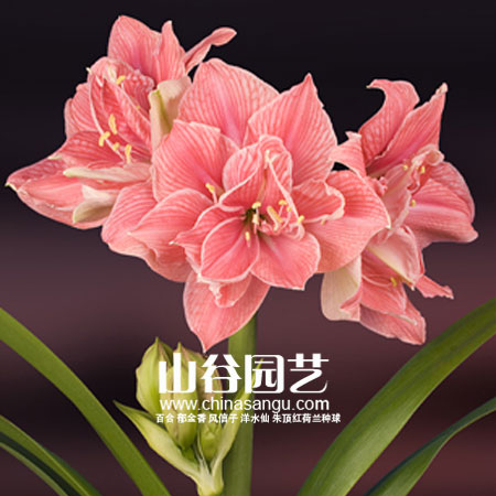创世大发-朱顶红