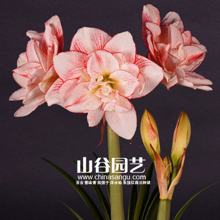 创世大发-朱顶红