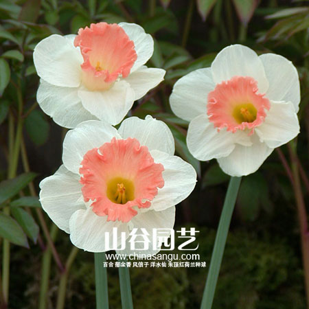 创世大发-洋水仙
