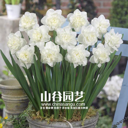 创世大发-洋水仙
