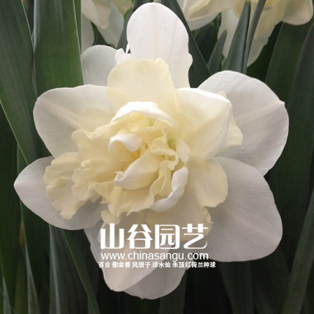创世大发-洋水仙