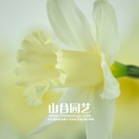 创世大发-洋水仙