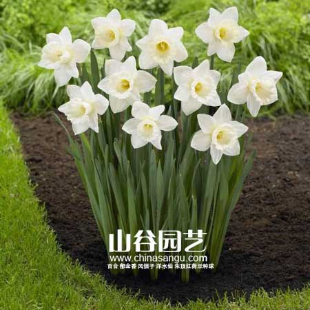 创世大发-洋水仙