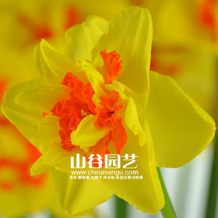 创世大发-洋水仙