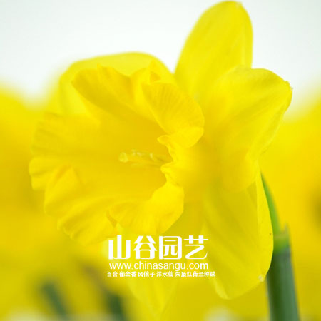 创世大发-洋水仙
