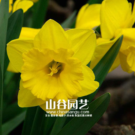 创世大发-洋水仙