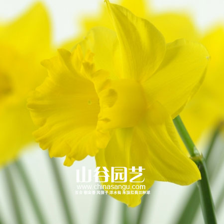 创世大发-洋水仙