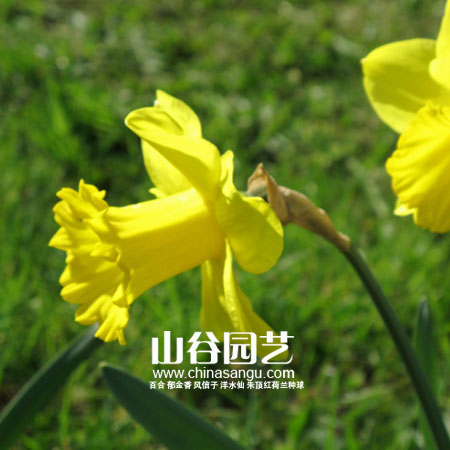 创世大发-洋水仙