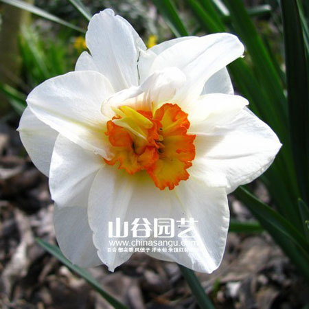 创世大发-洋水仙