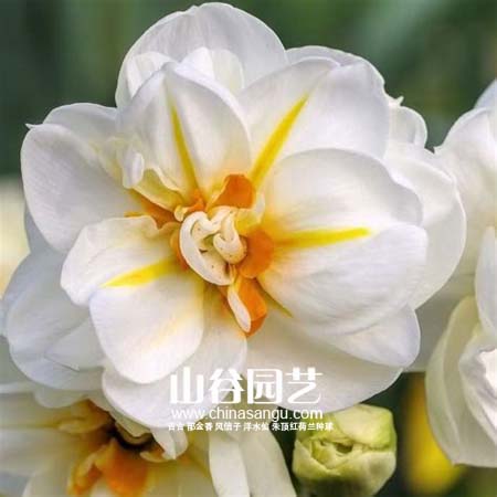 创世大发-洋水仙