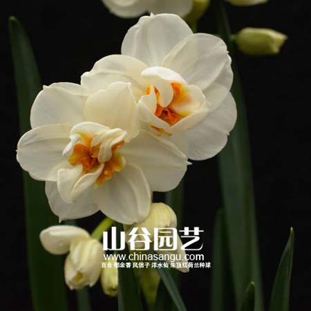 创世大发-洋水仙