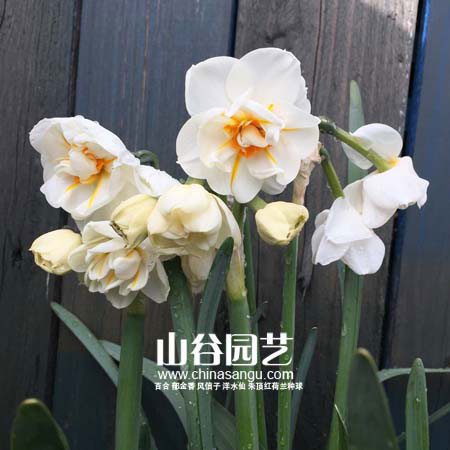 创世大发-洋水仙