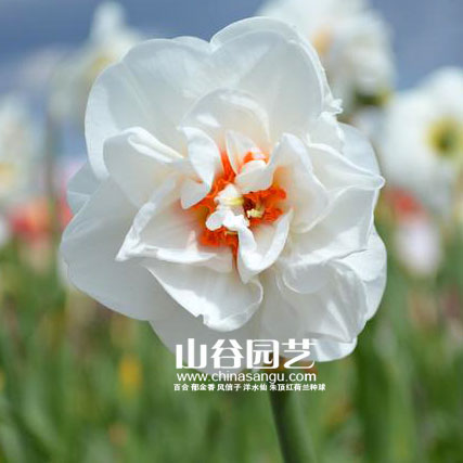 创世大发-洋水仙