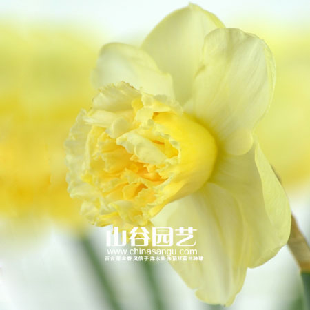 创世大发-洋水仙