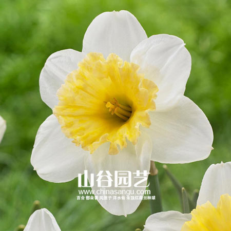 创世大发-洋水仙