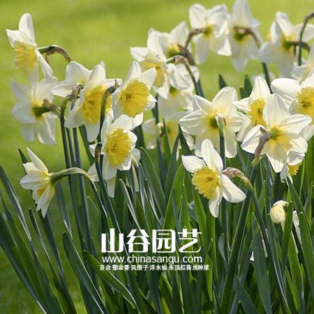 创世大发-洋水仙