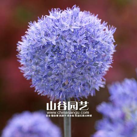 创世大发-花葱