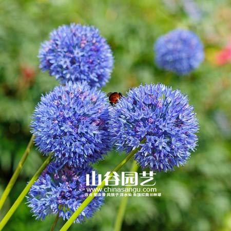 创世大发-花葱