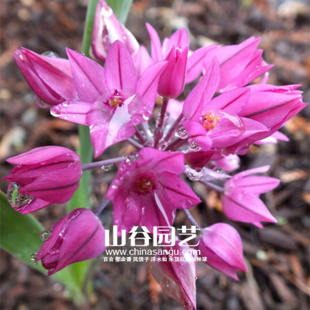 创世大发-花葱
