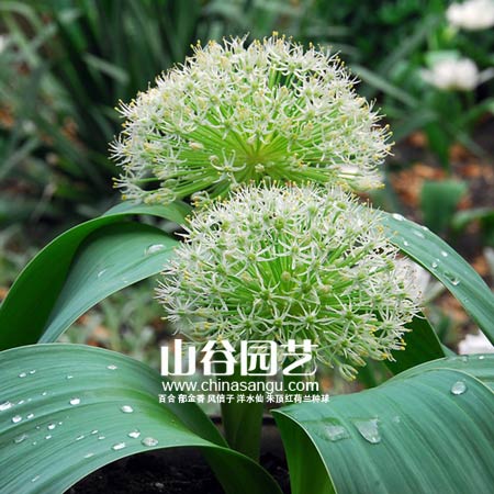创世大发-花葱