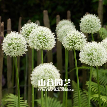 创世大发-花葱