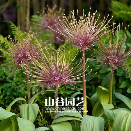 创世大发-花葱
