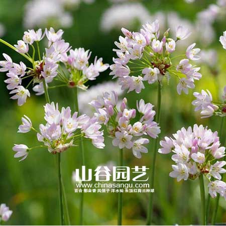 创世大发-花葱