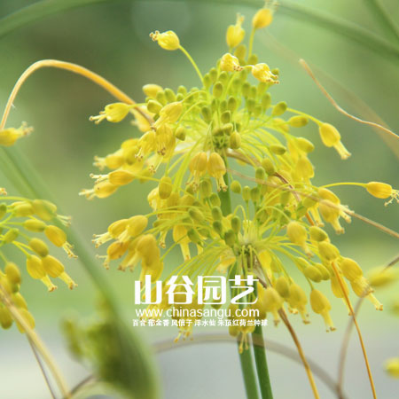 创世大发-花葱