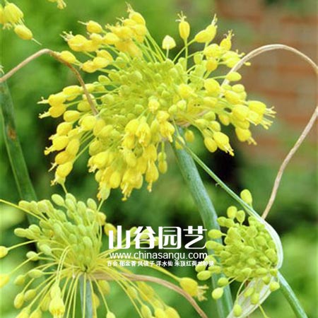 创世大发-花葱