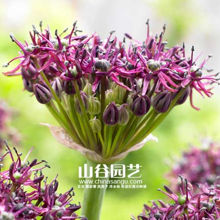 创世大发-花葱