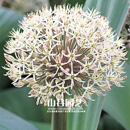 创世大发-花葱