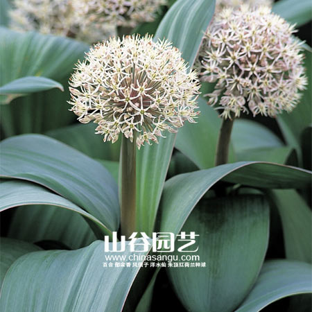 创世大发-花葱