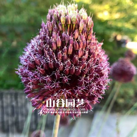 创世大发-花葱