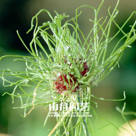 创世大发-花葱