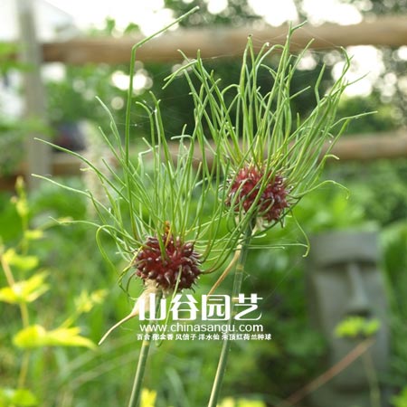创世大发-花葱